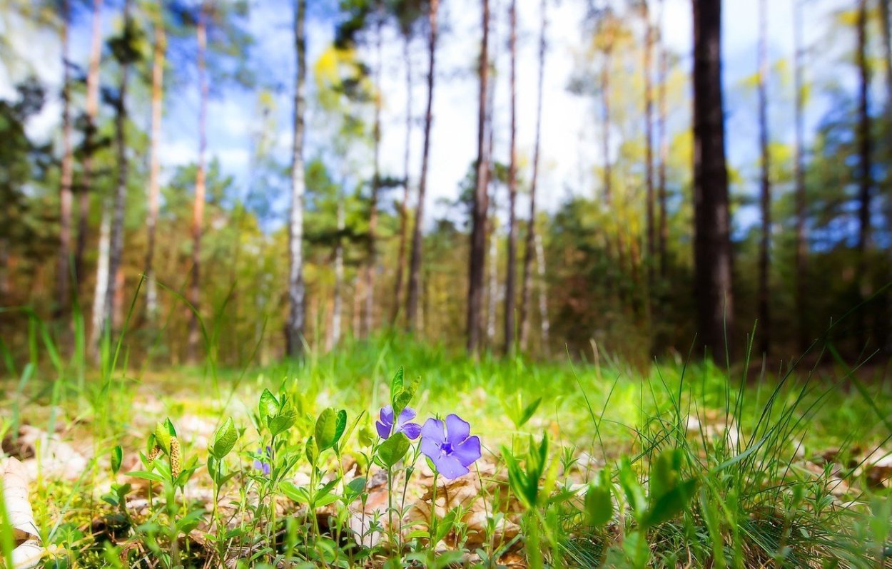 Цветы в лесу летом