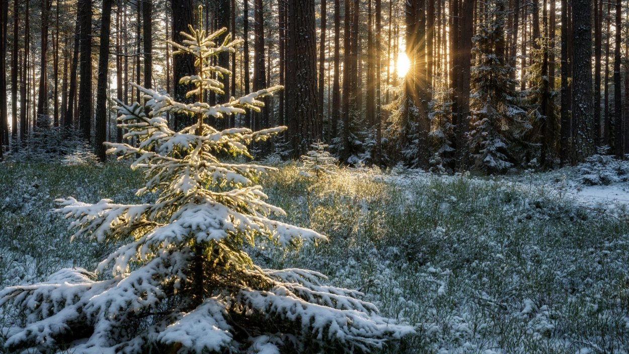 Елки зимой в лесу