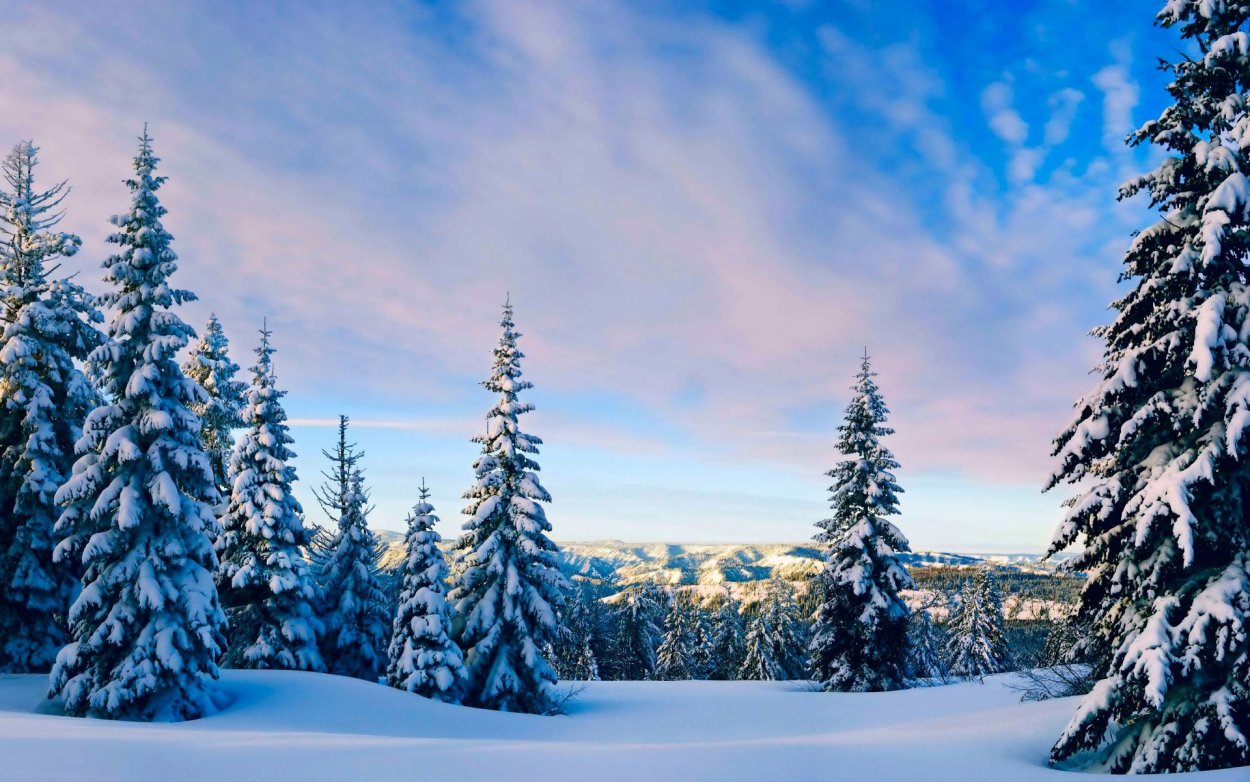 Зимой в лесу