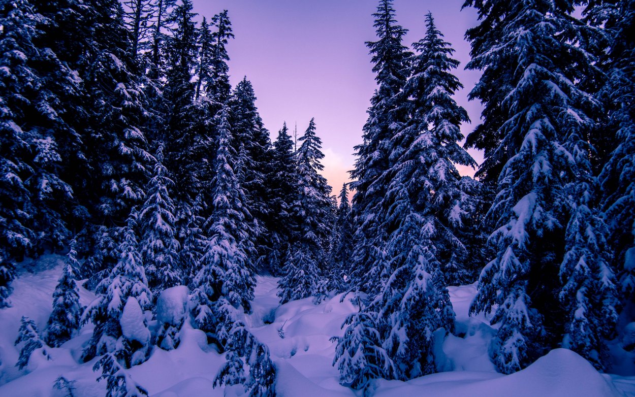 Снежный лес