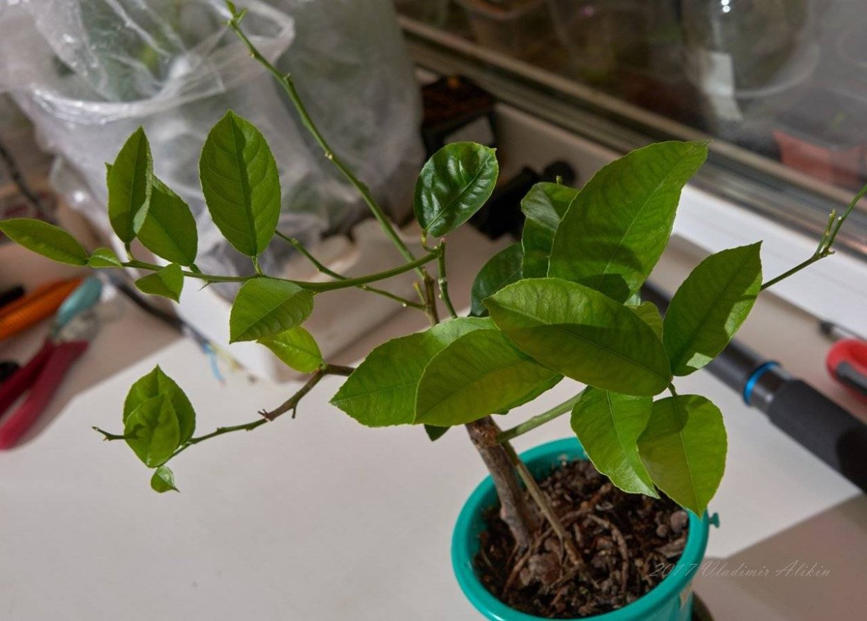 Лимон Мейера листья