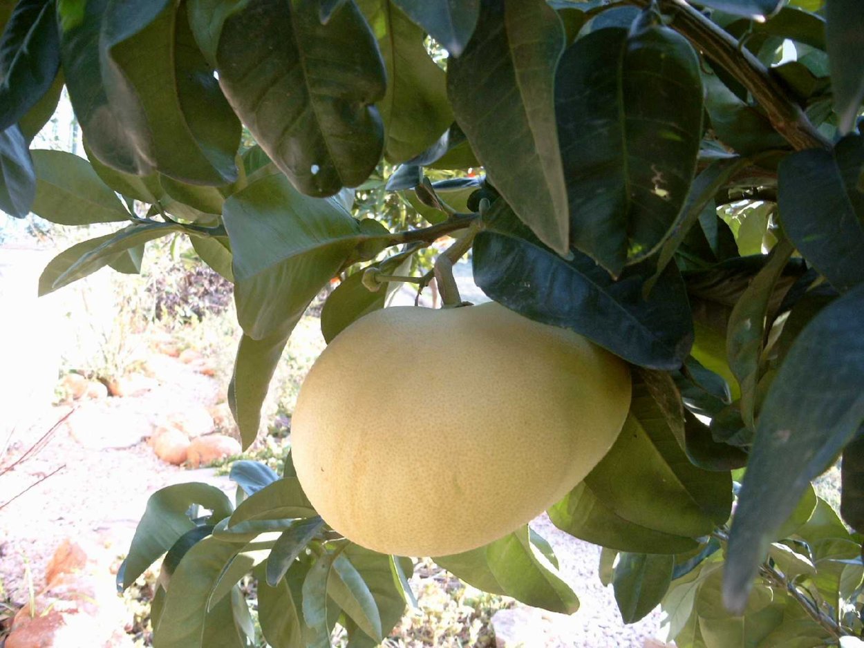 Плантации помело