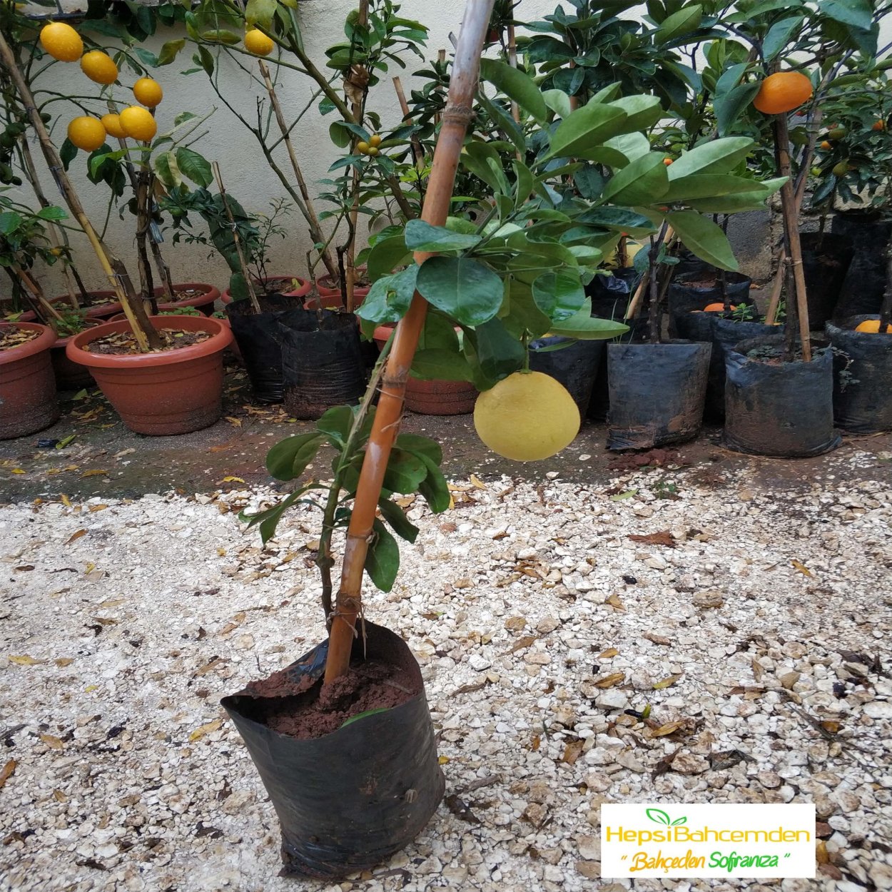 Помело в горшке