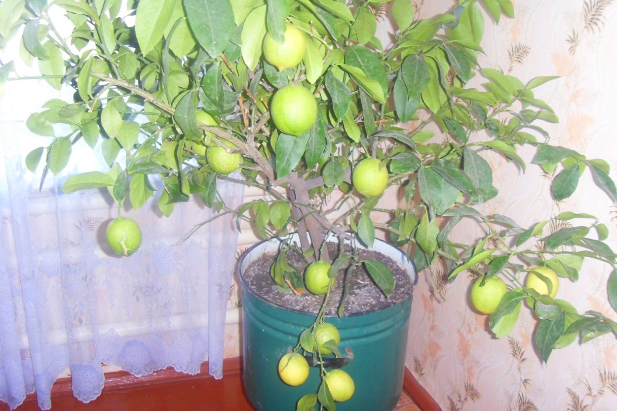 Помело комнатное растение