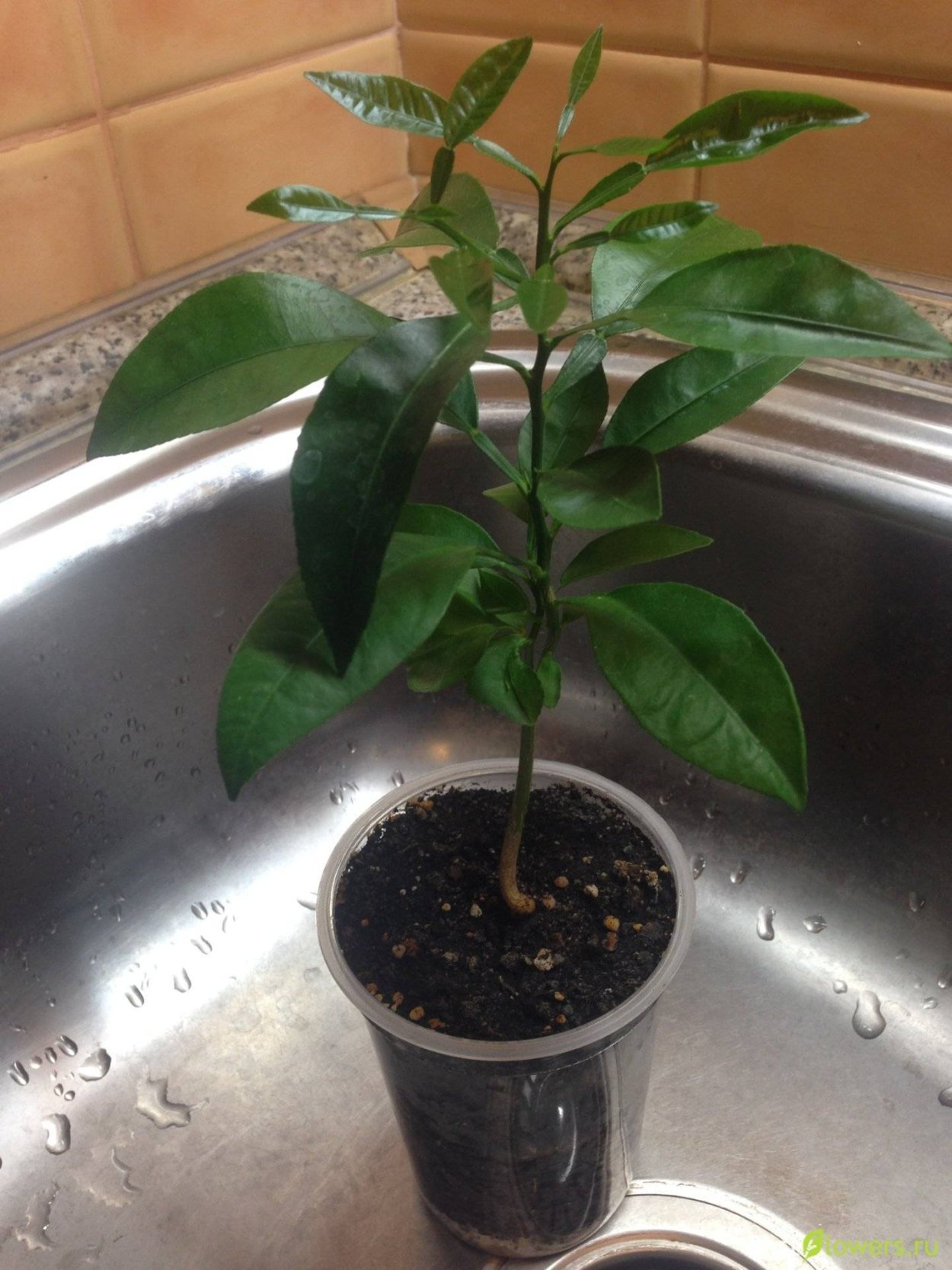 Грейпфрут Росток из косточки