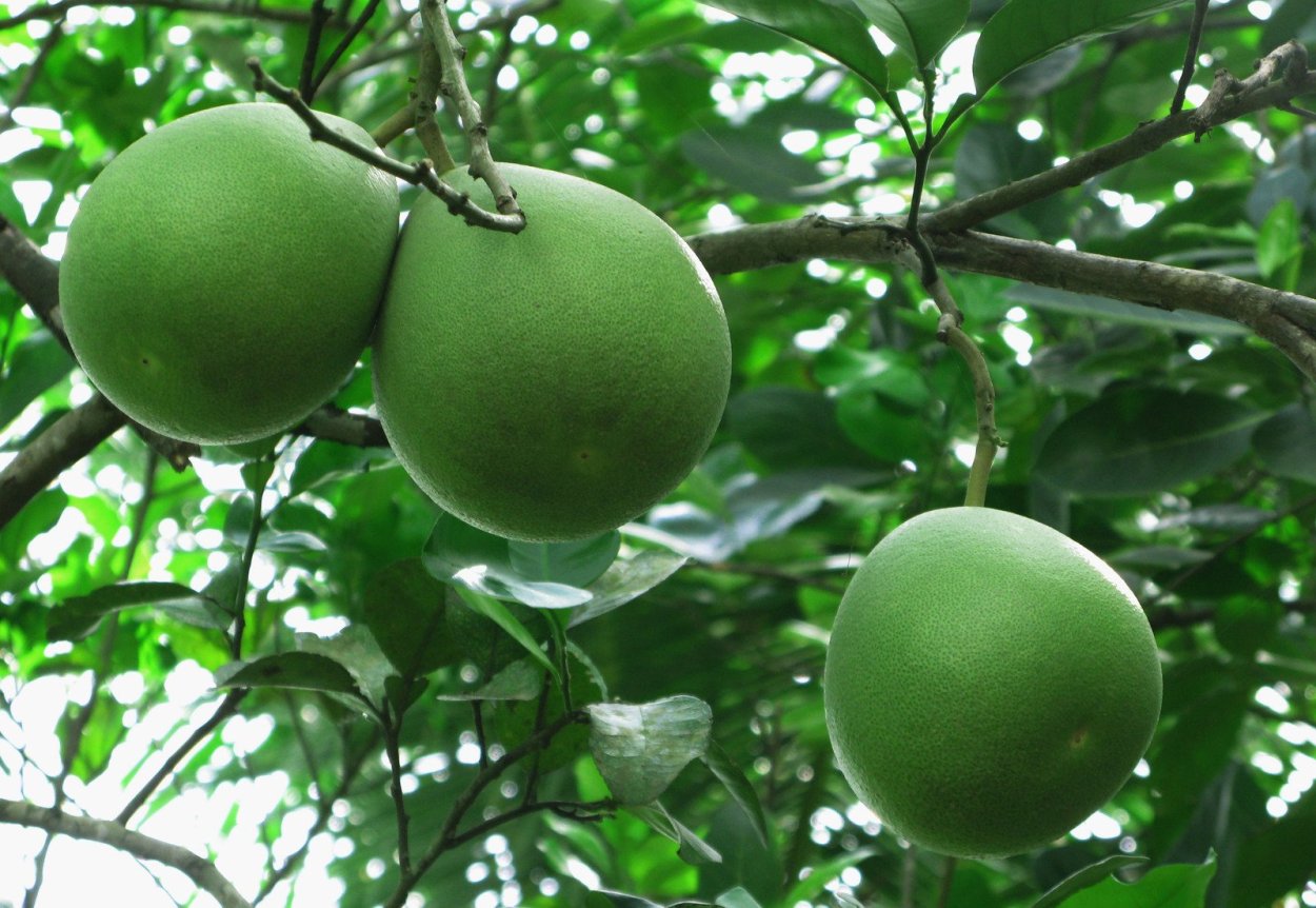 Памела растение