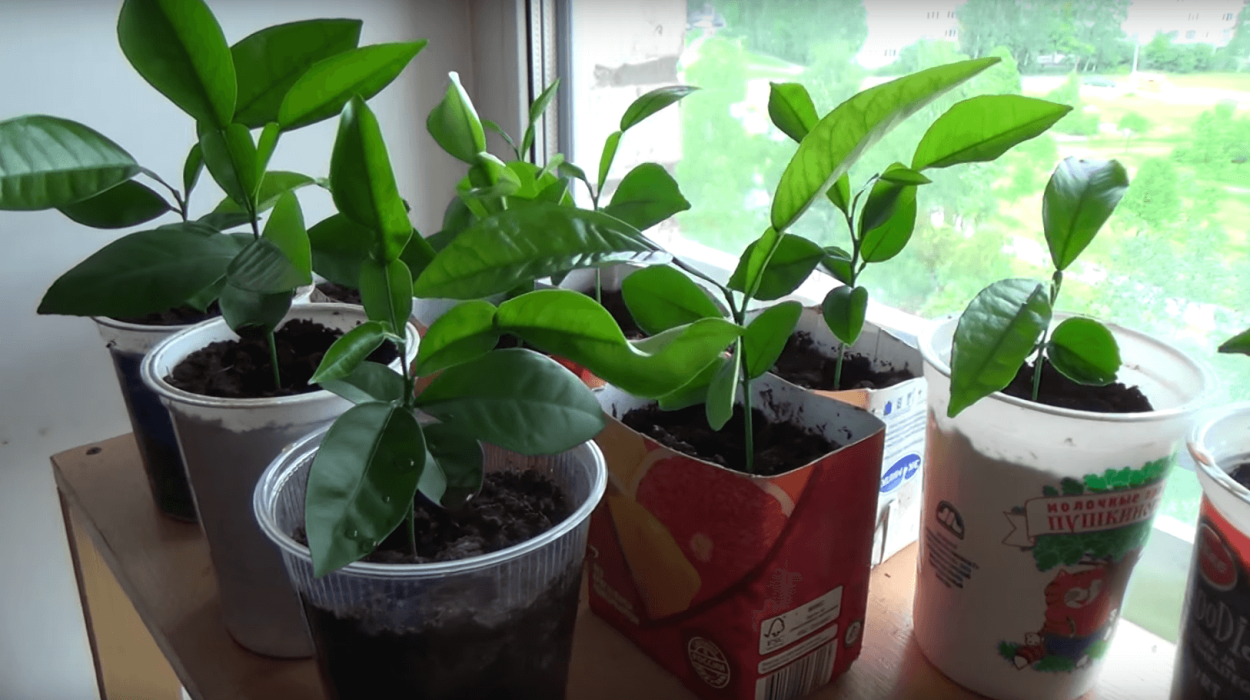 Росток помело