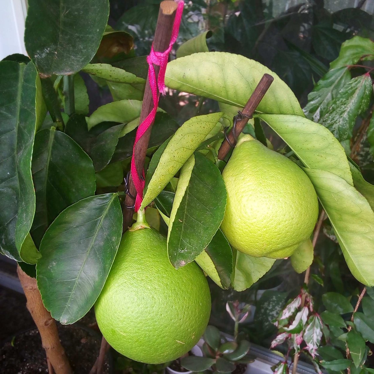 Помело растение