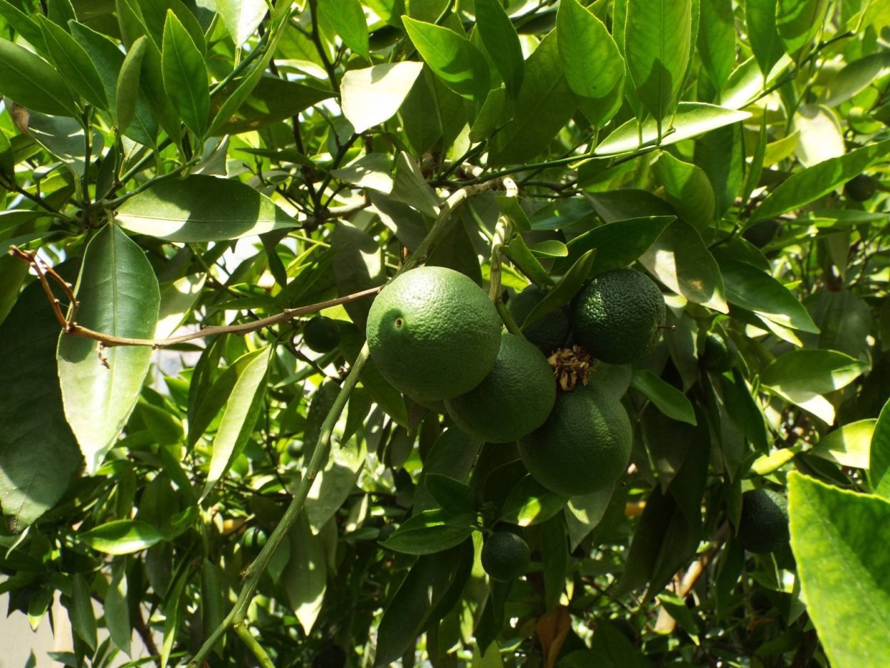 Амоа 8 цитрус