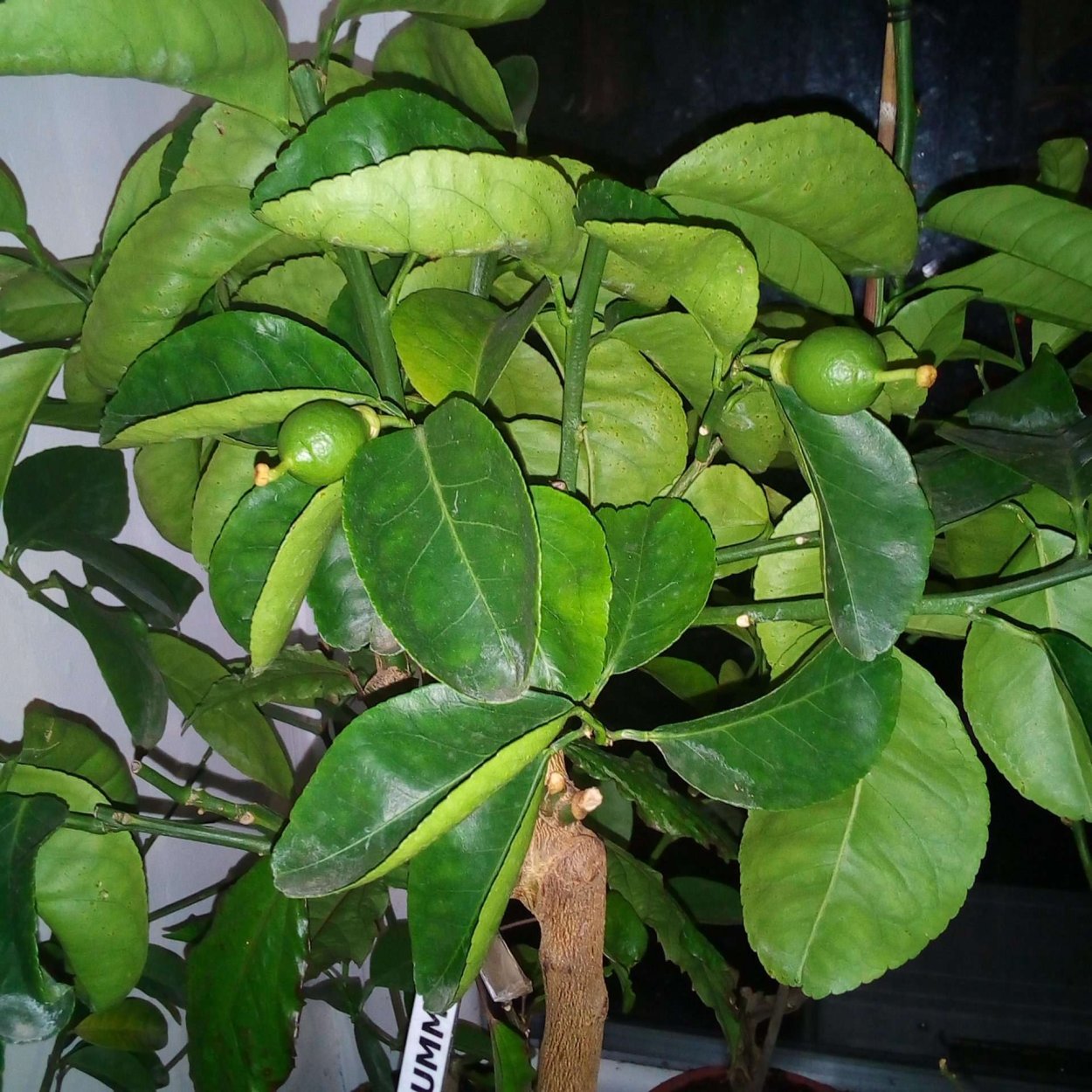 Помело вариегатный