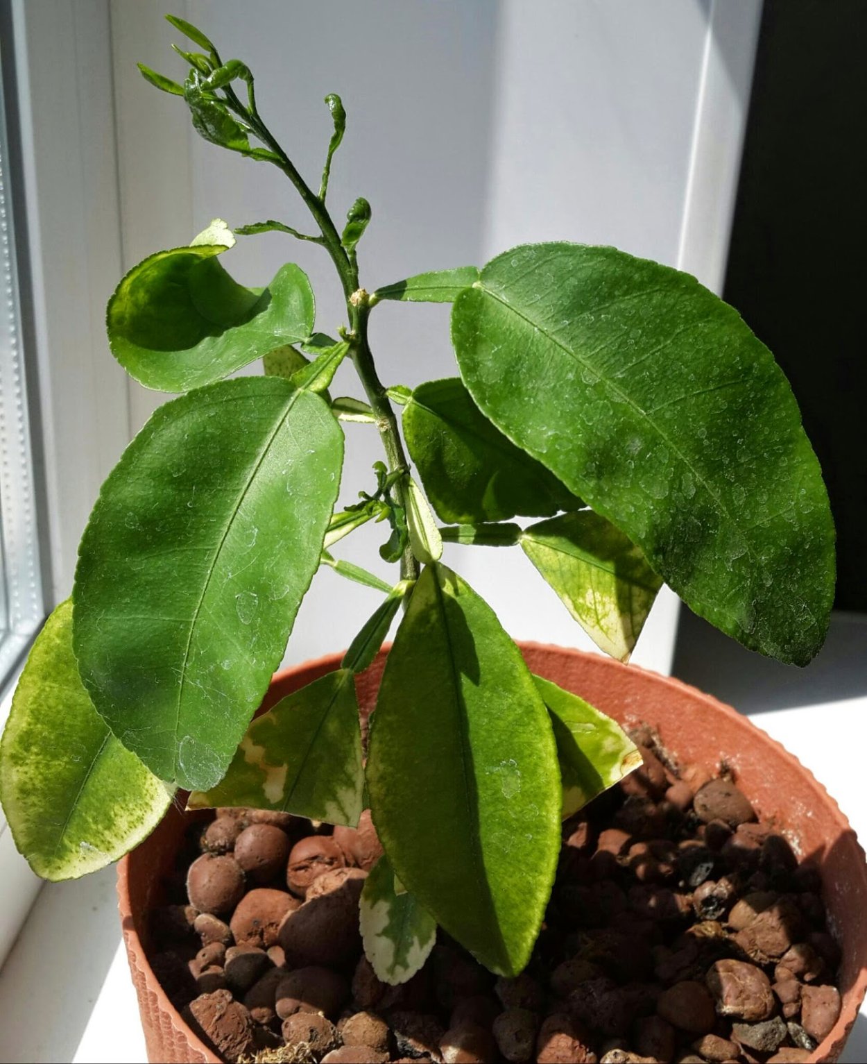 Росток грейпфрута