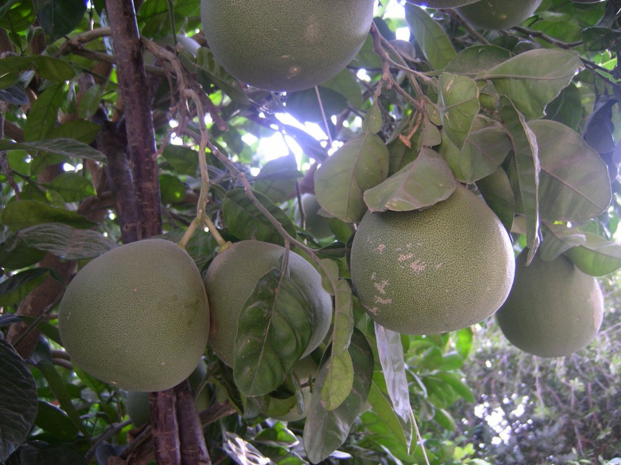 Памела дерево