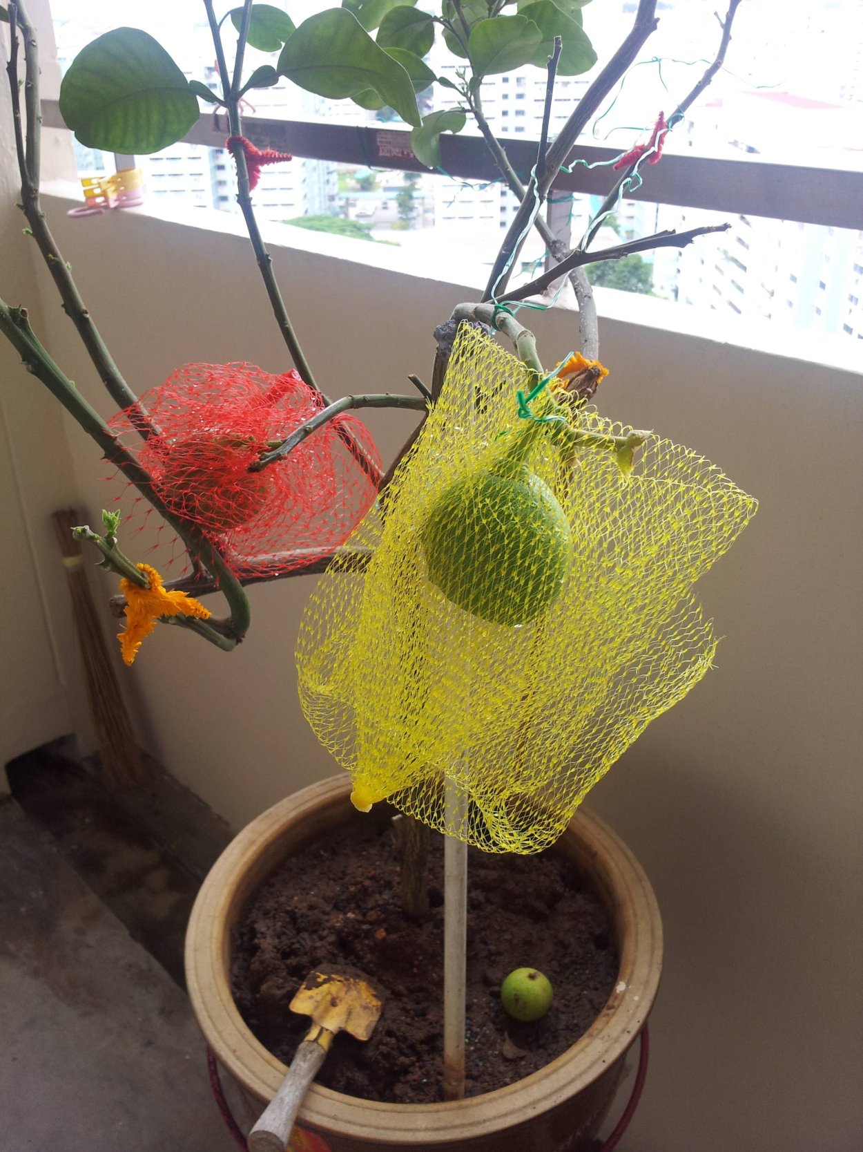 Памела Росток