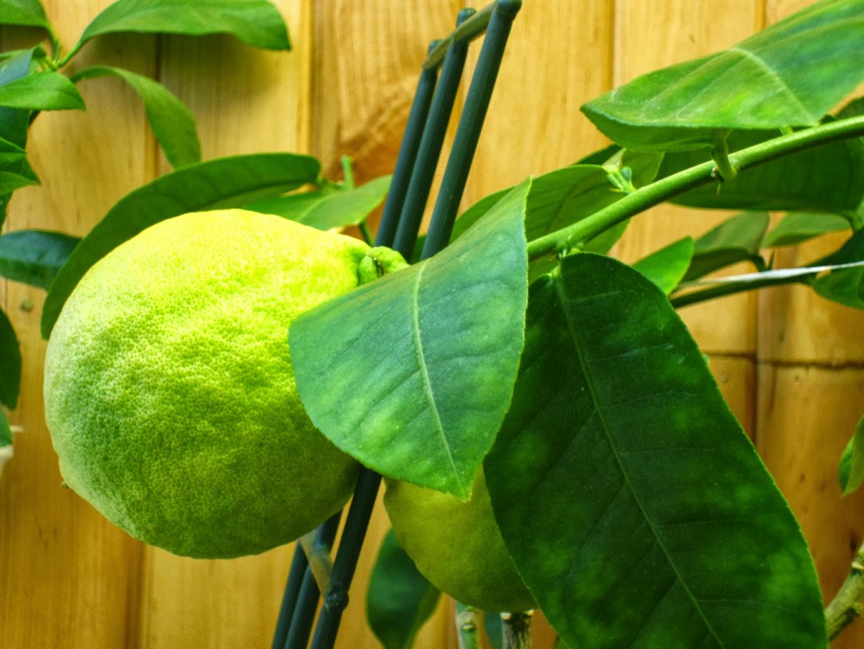 Стебель лимона