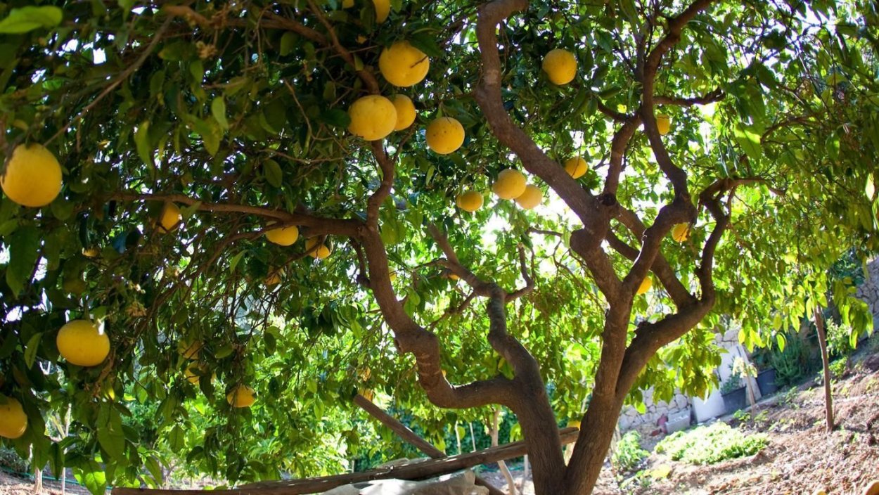 Сады помело