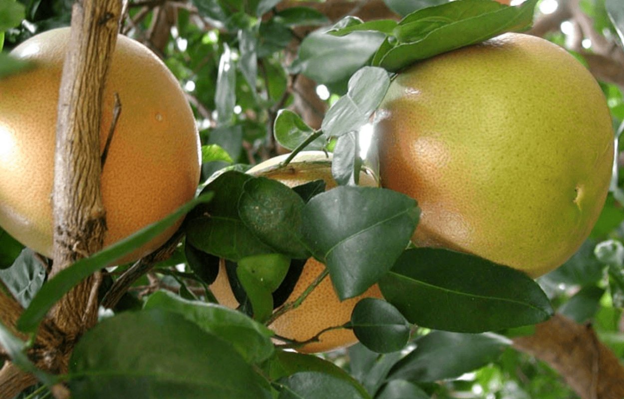- Грейпфрут (Citrus Paradisi)