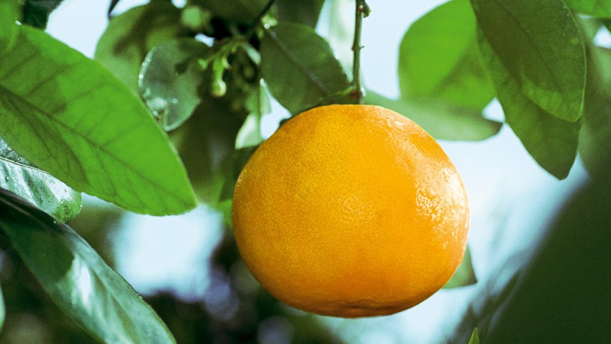 Грейпфрут растение