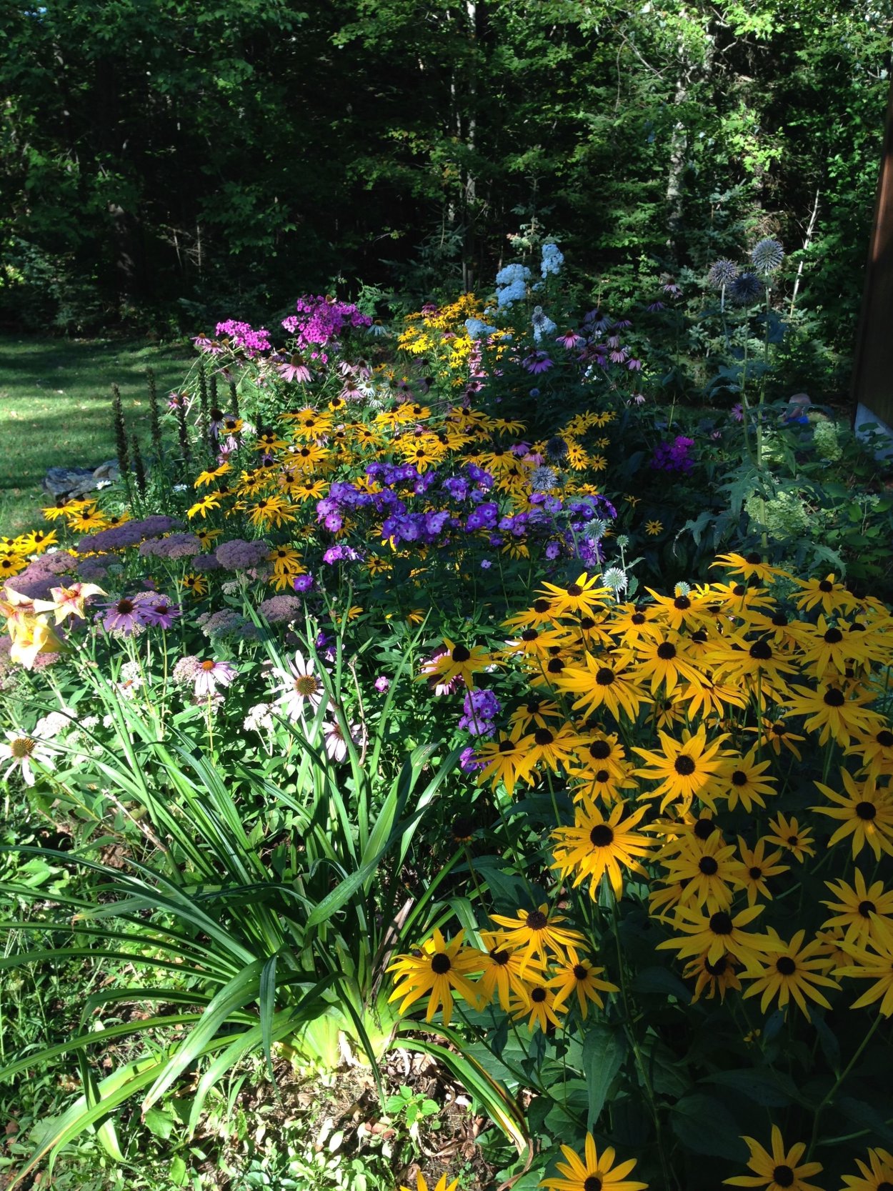 Миксбордер рудбекия Флокс эхинацея