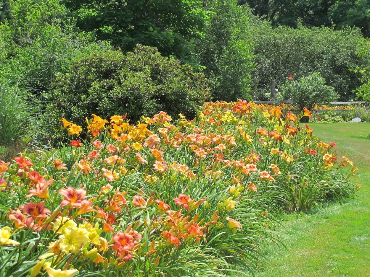 Рабатка Хоста лилейник