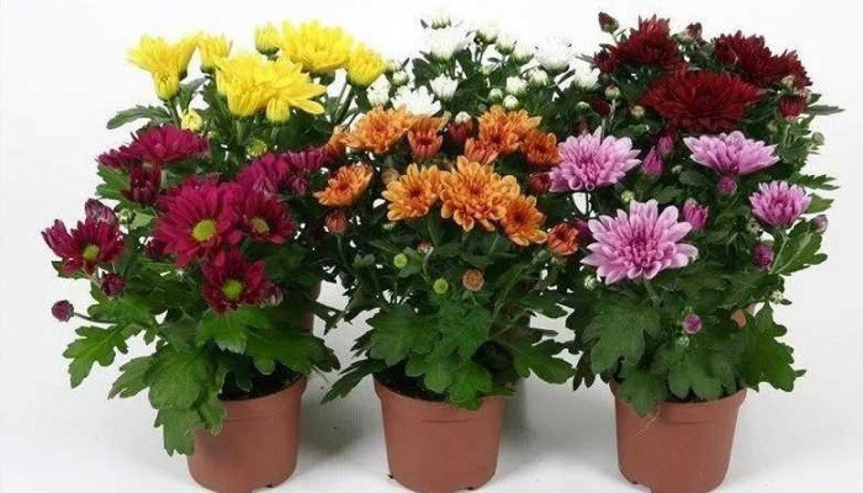Хризантема микс d12