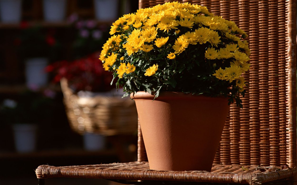 Хризантемы осенние в горшках