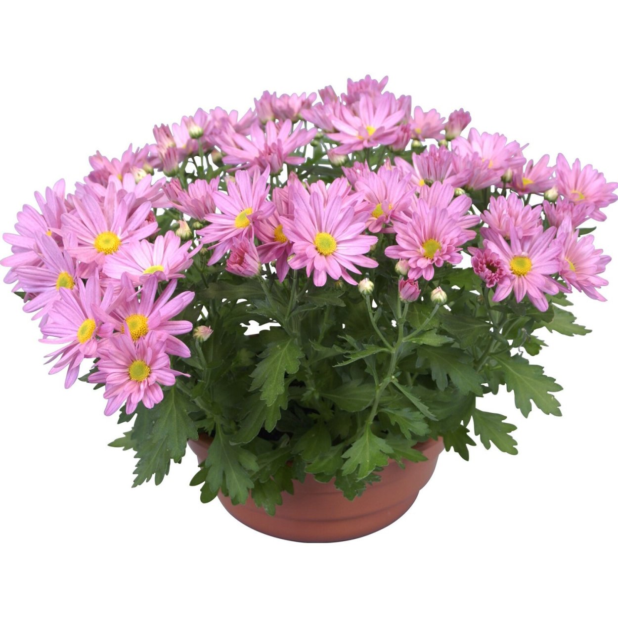 Хризантема Baltica Pink