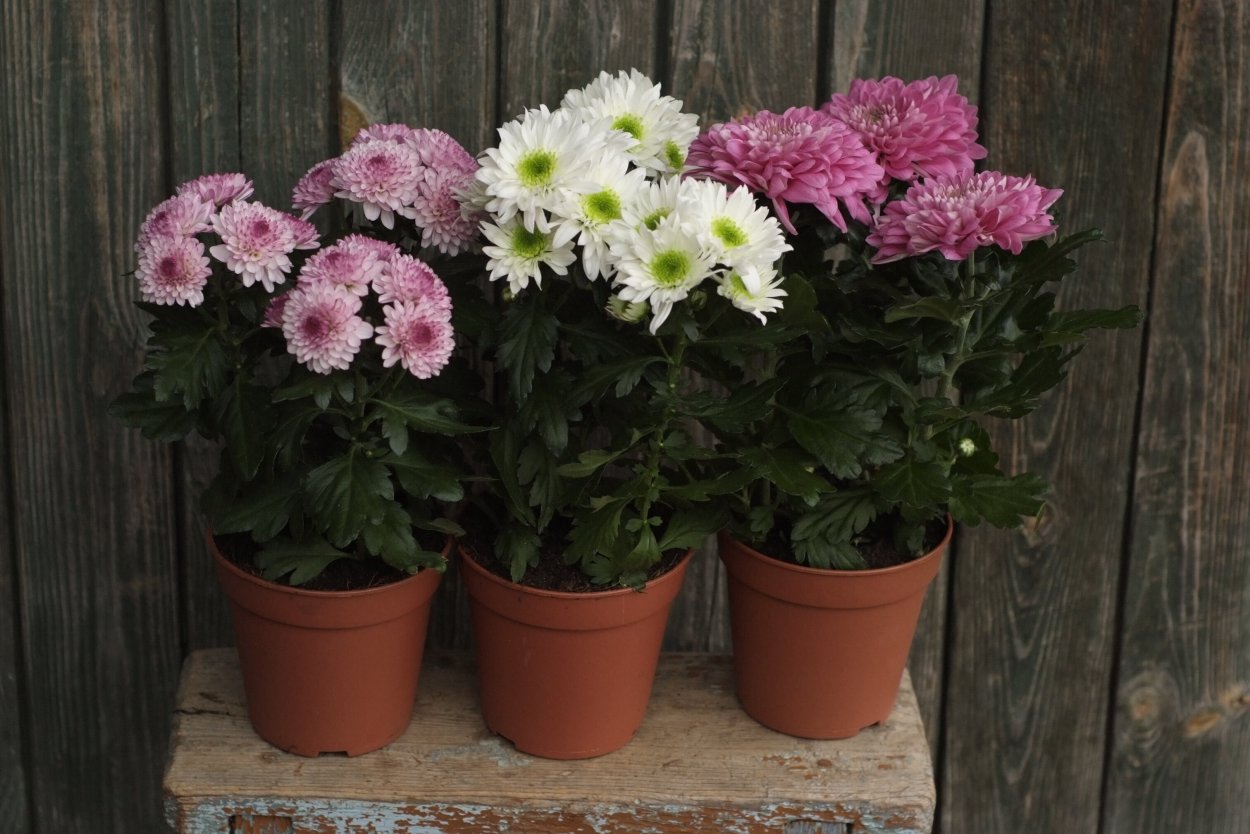 Хризантема комнатная Аджани