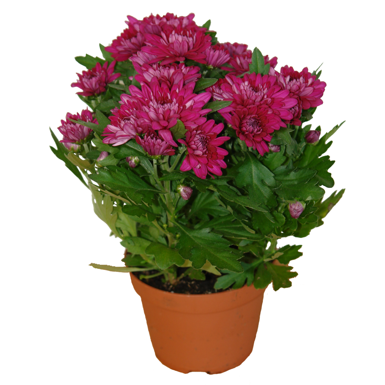 Хризантема микс d14 h30