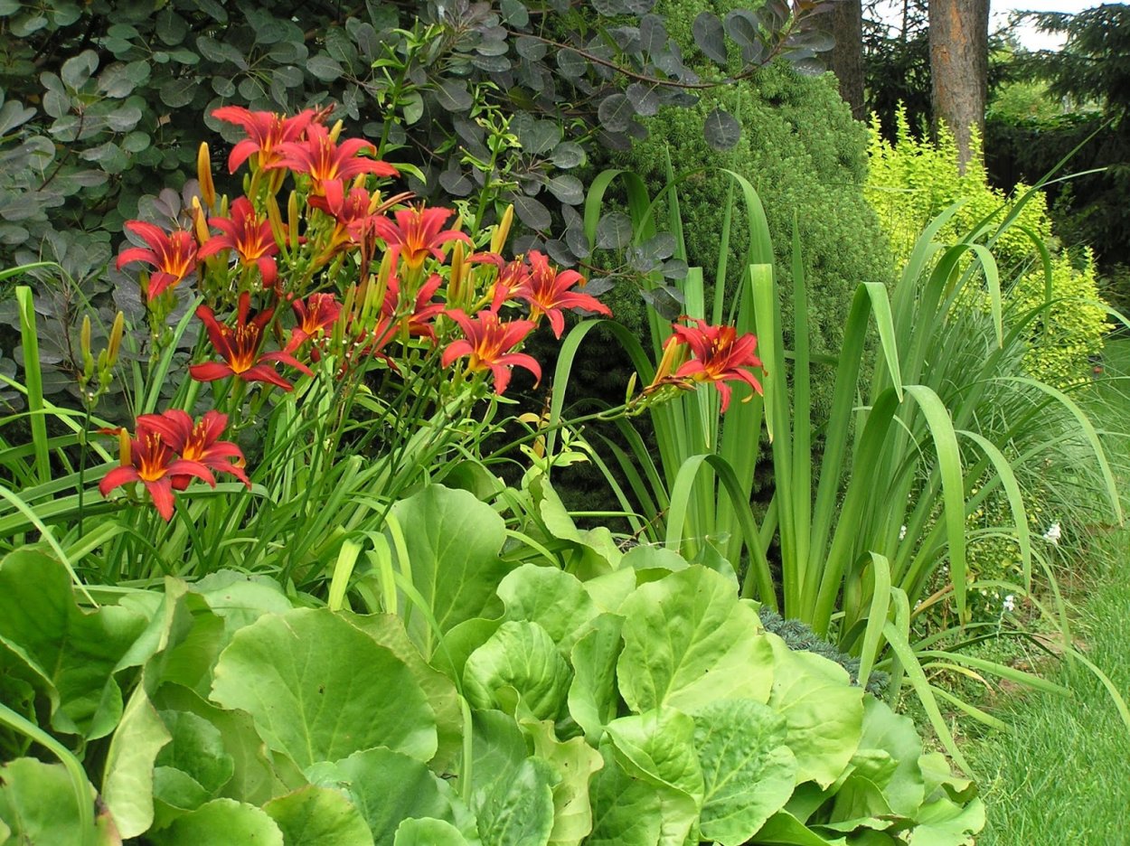 Лилейник и Хоста на клумбе
