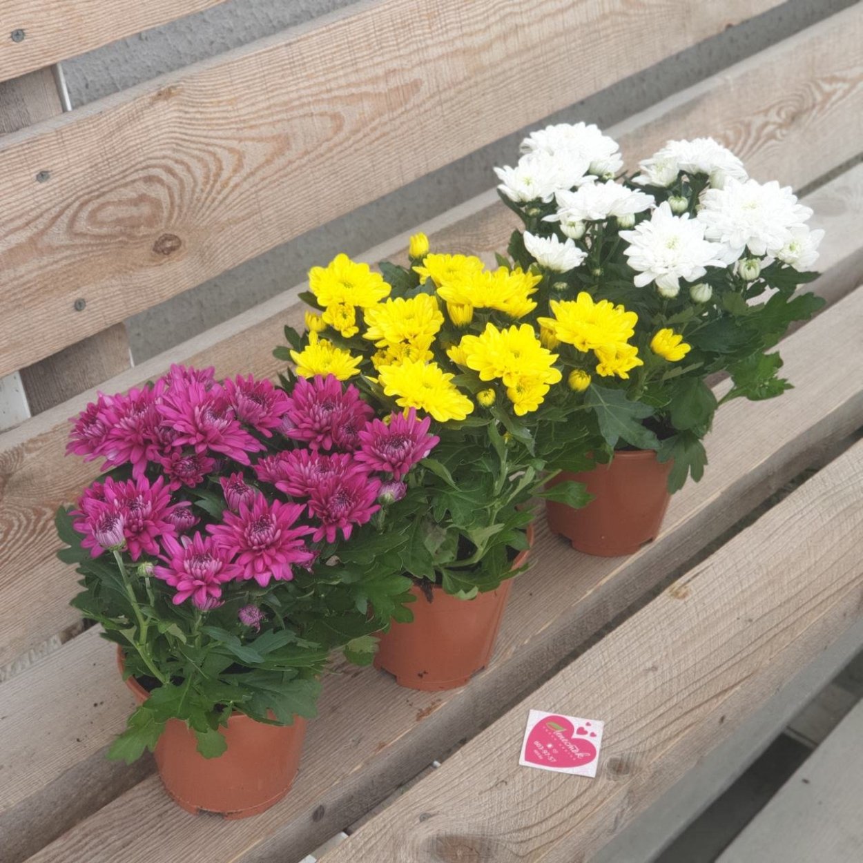 Хризантема кустовая в горшке