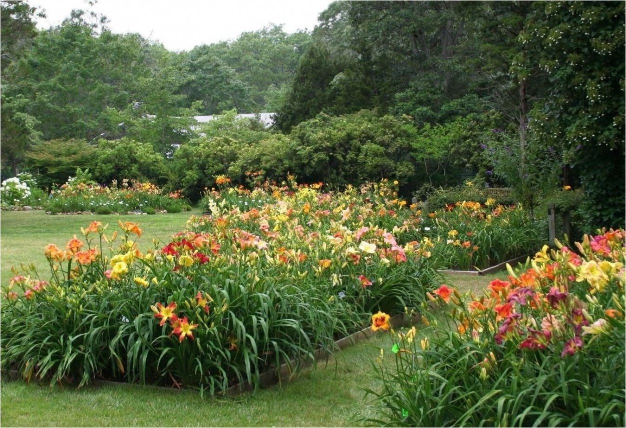 Моноцветник из лилейников