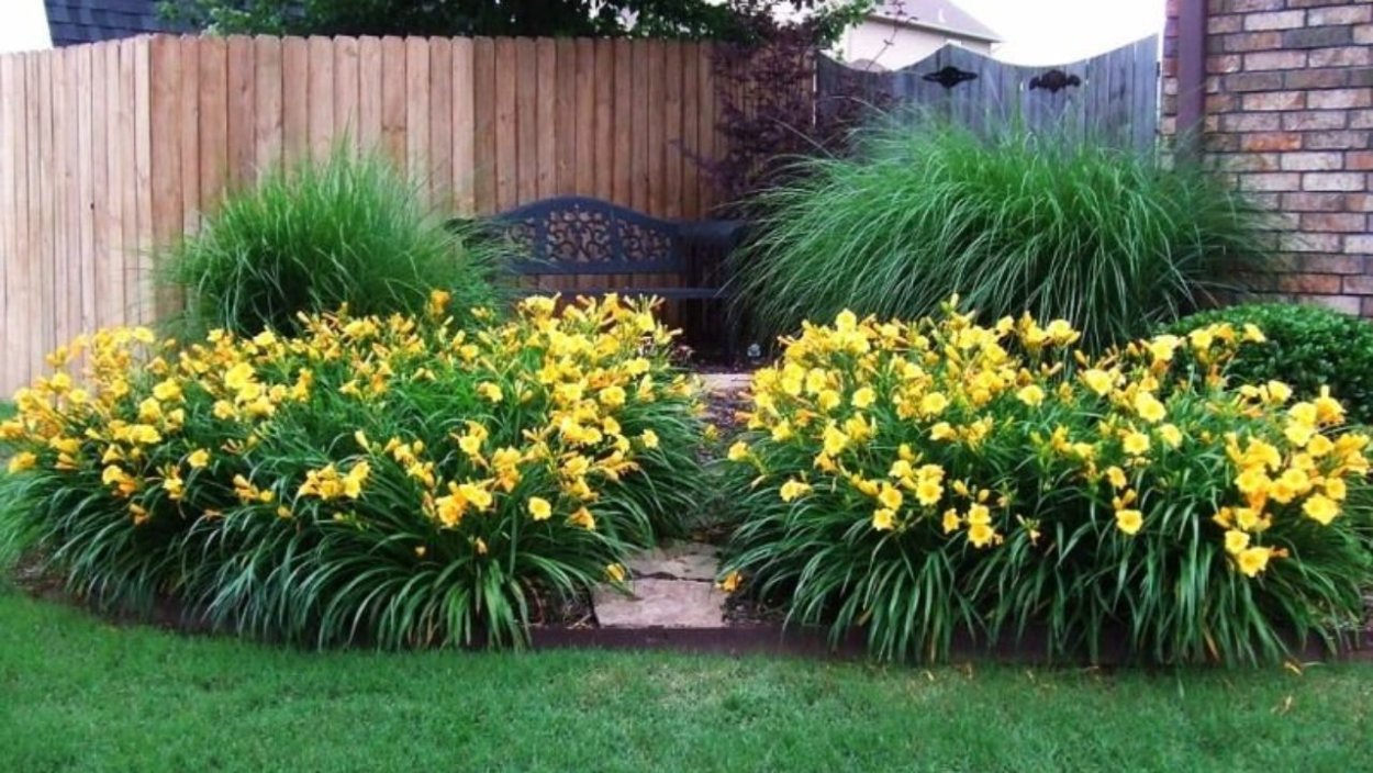 Лилейник и Хоста на клумбе