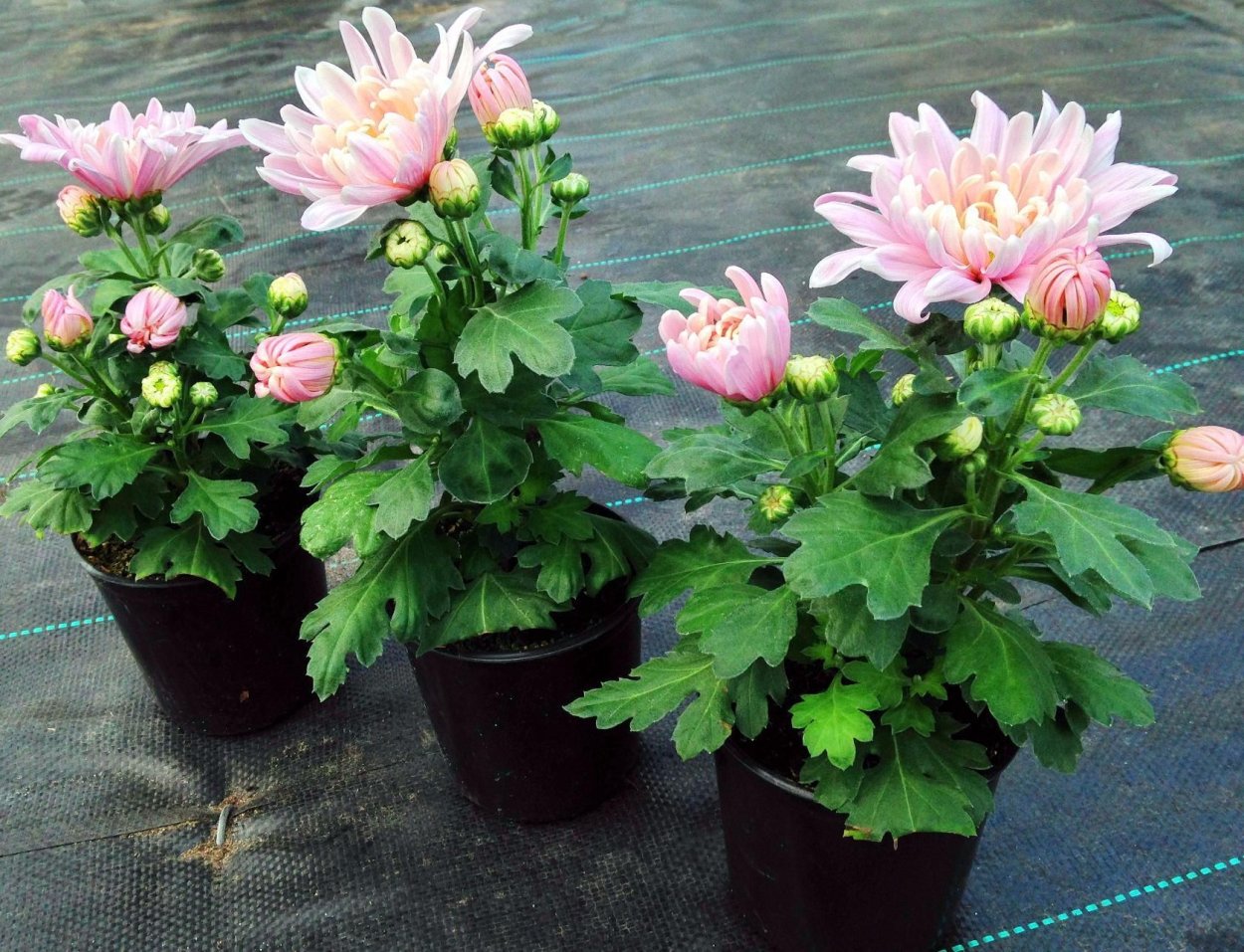 Хризантема d11