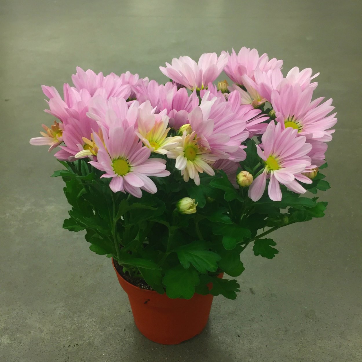 Хризантема Кеймен оранж горшечная