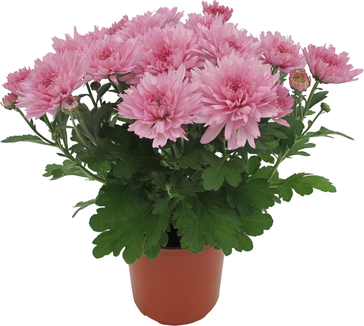 Хризантема комнатная Аджани