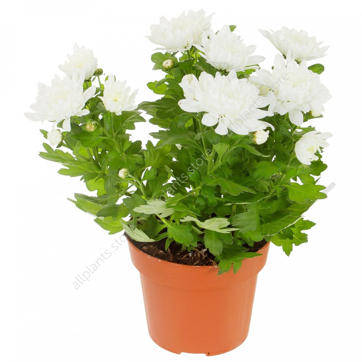 Хризантема Кристал Вайт