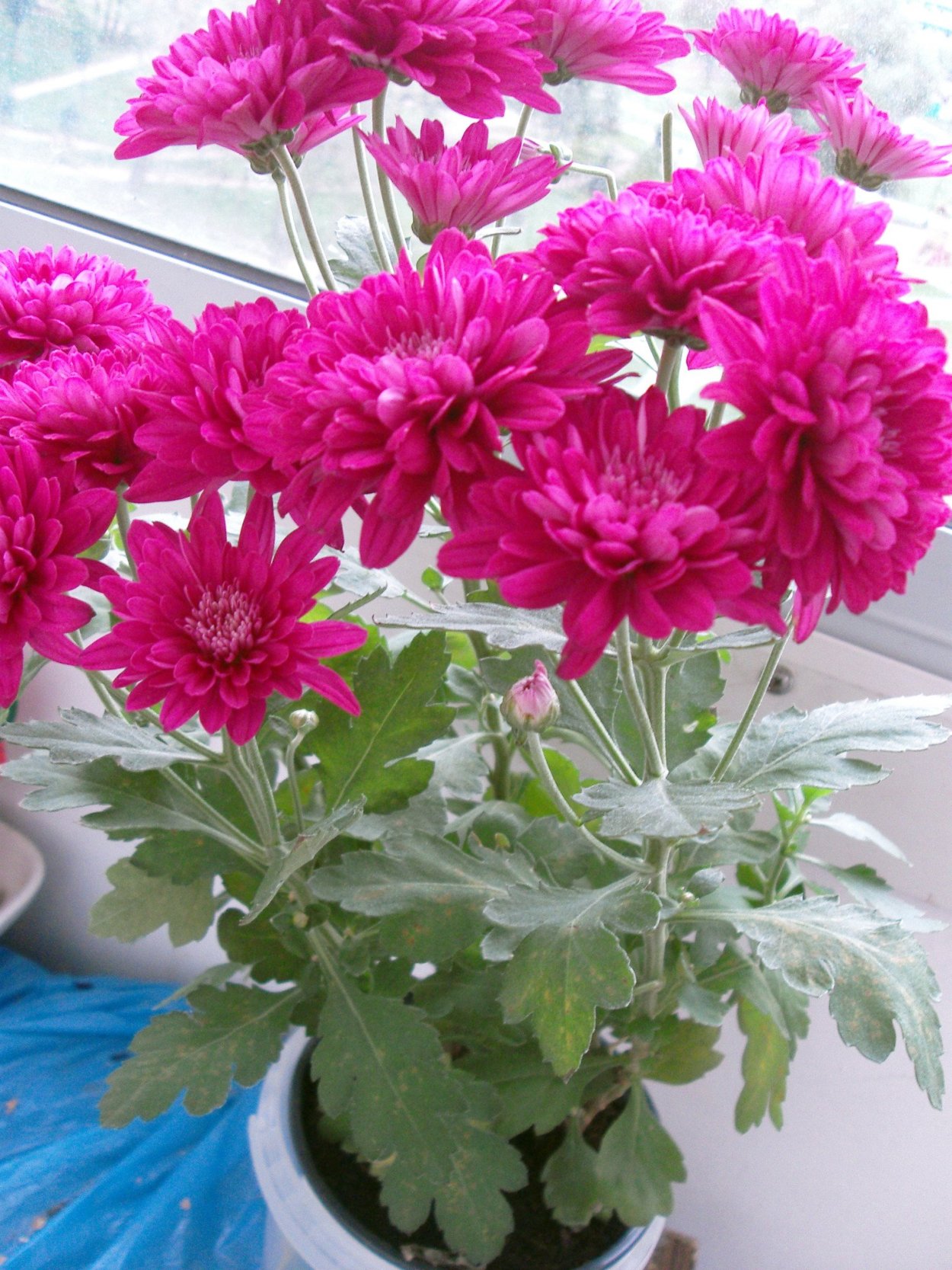 Хризантема Красуля