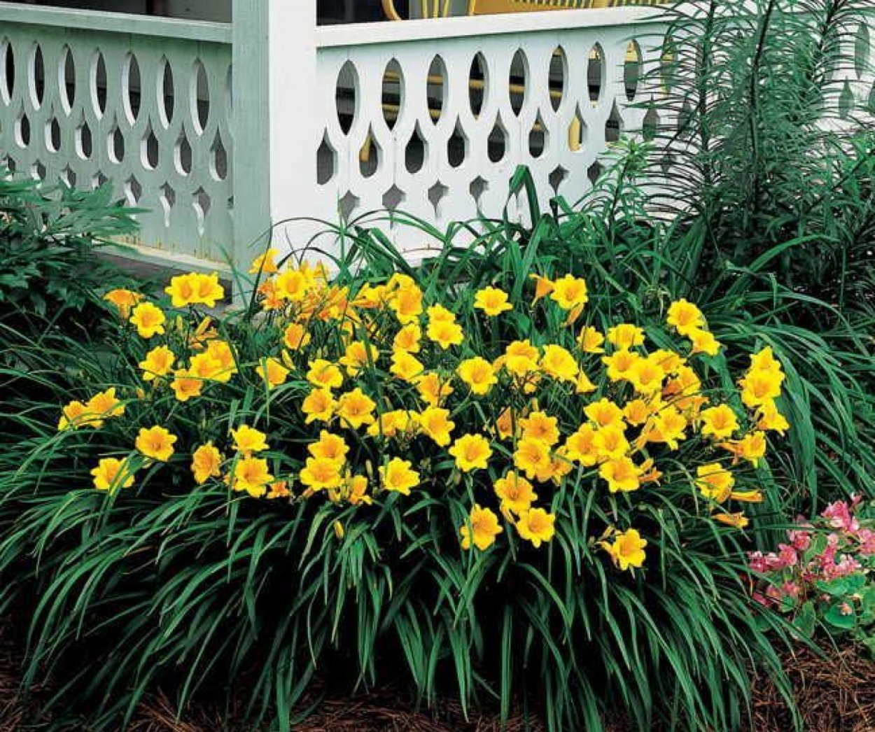 Лилейник Стелла де Оро фото