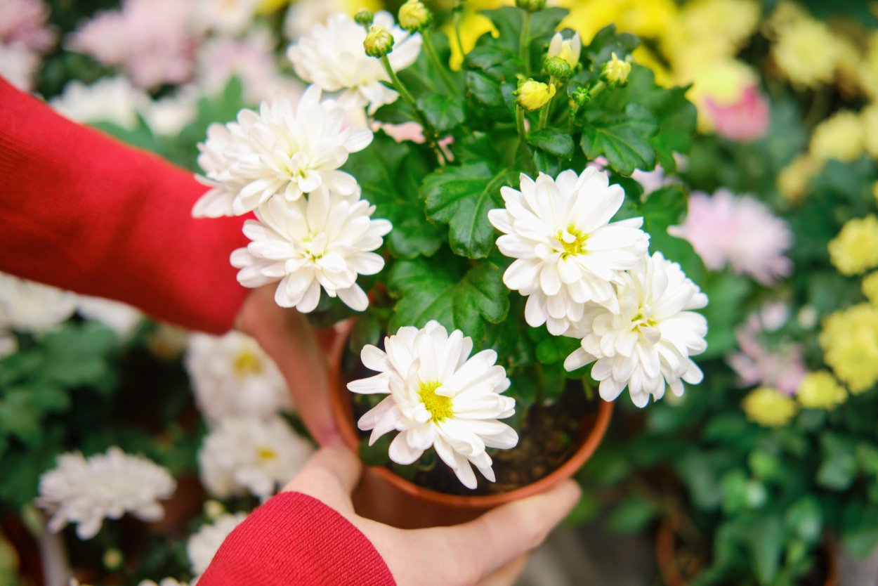 Хризантема домашняя