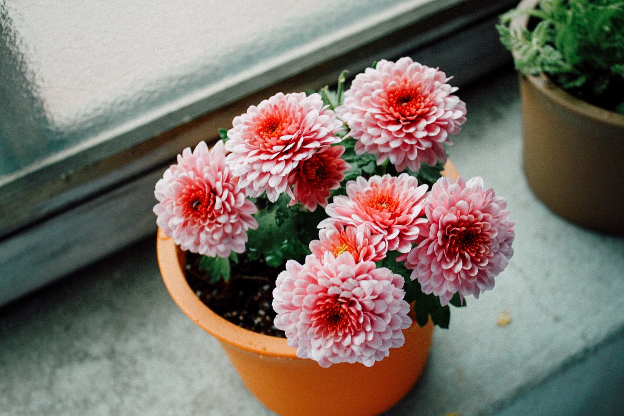 Хризантема домашняя