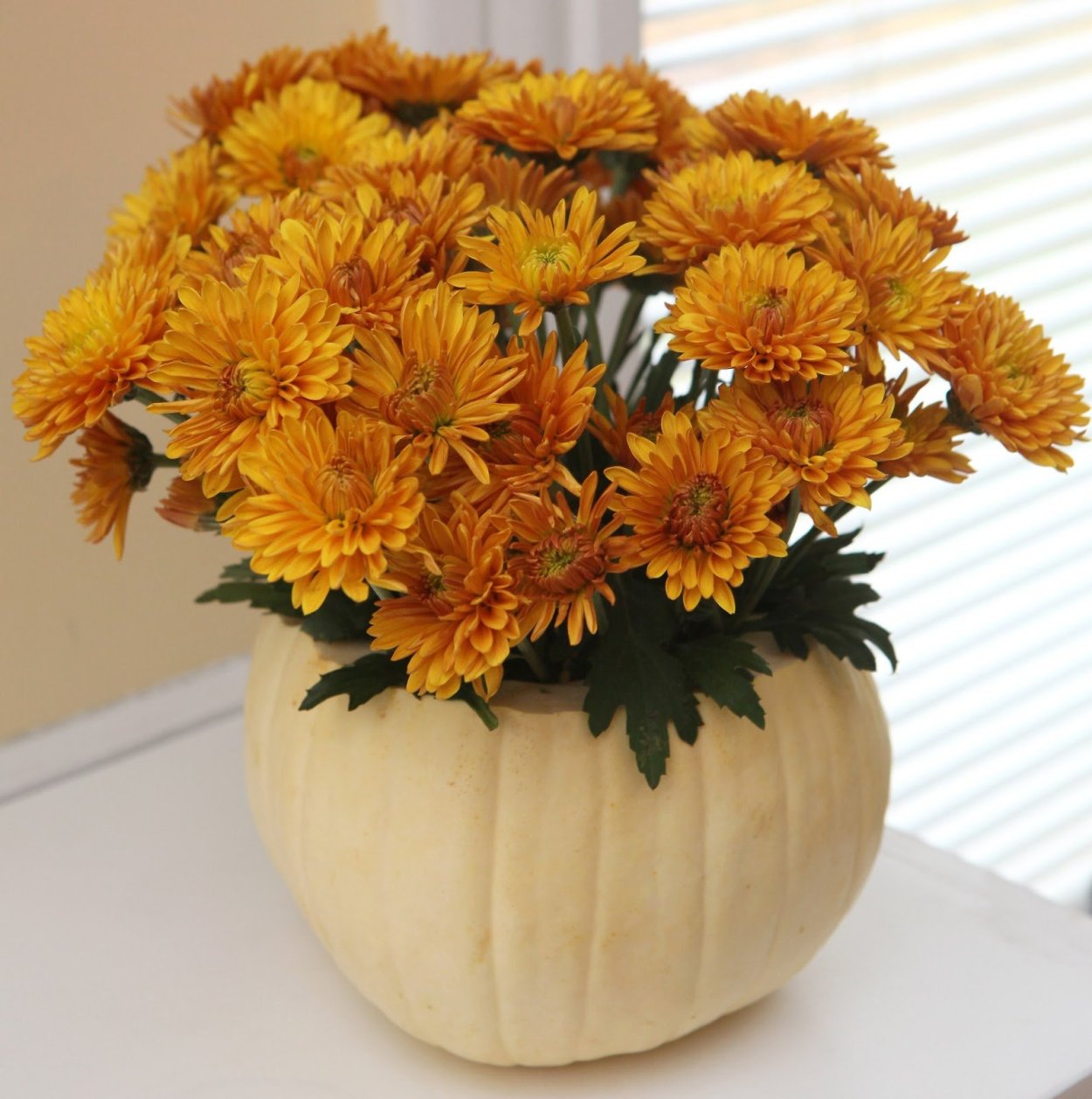 Хризантема бенибана