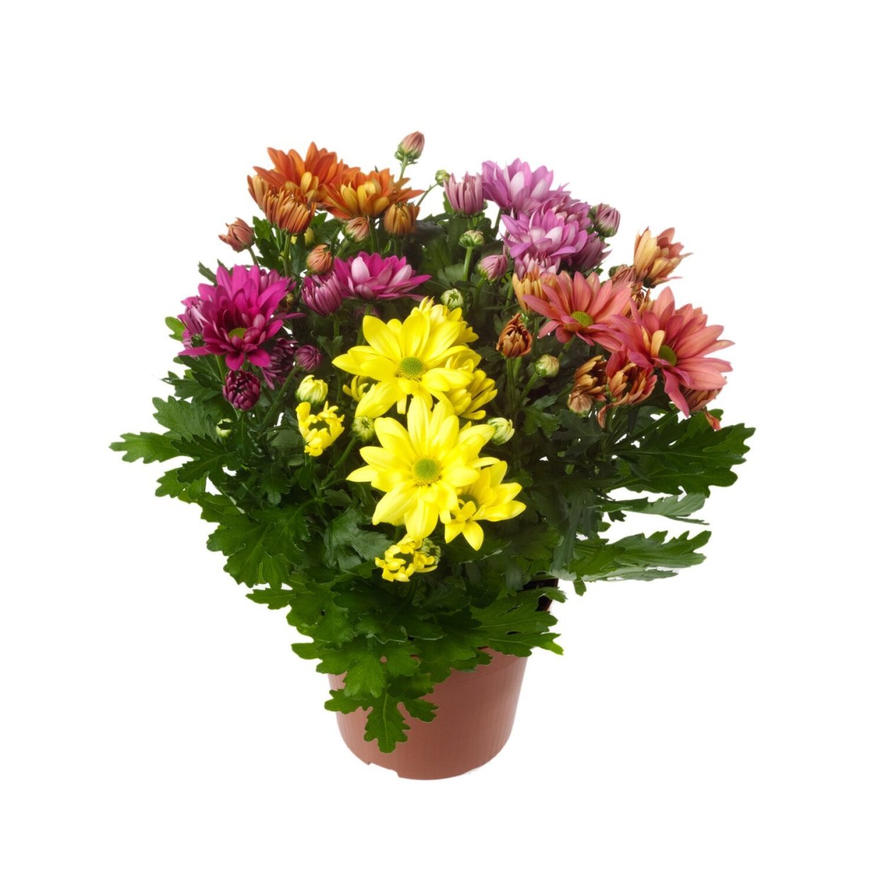 Хризантема биколор микс