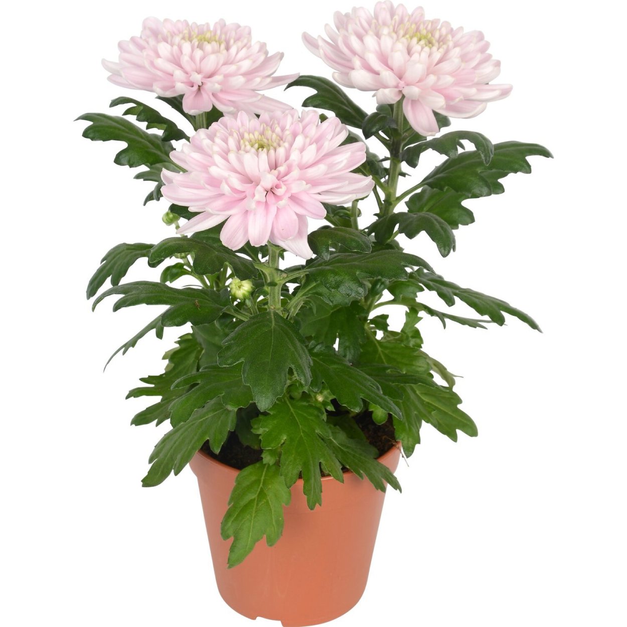 Хризантема Зембла Бразил