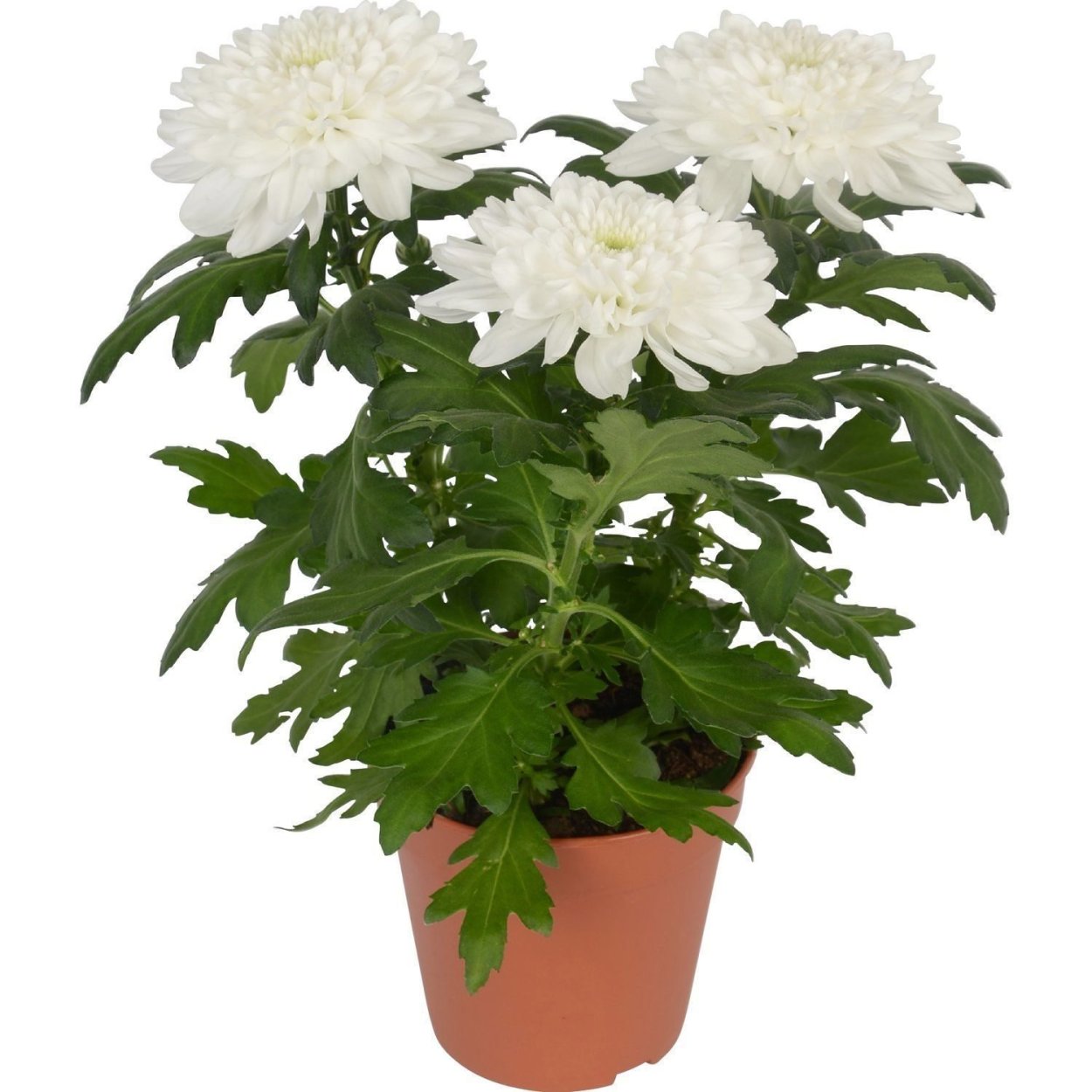 Хризантема Зембла Декорум