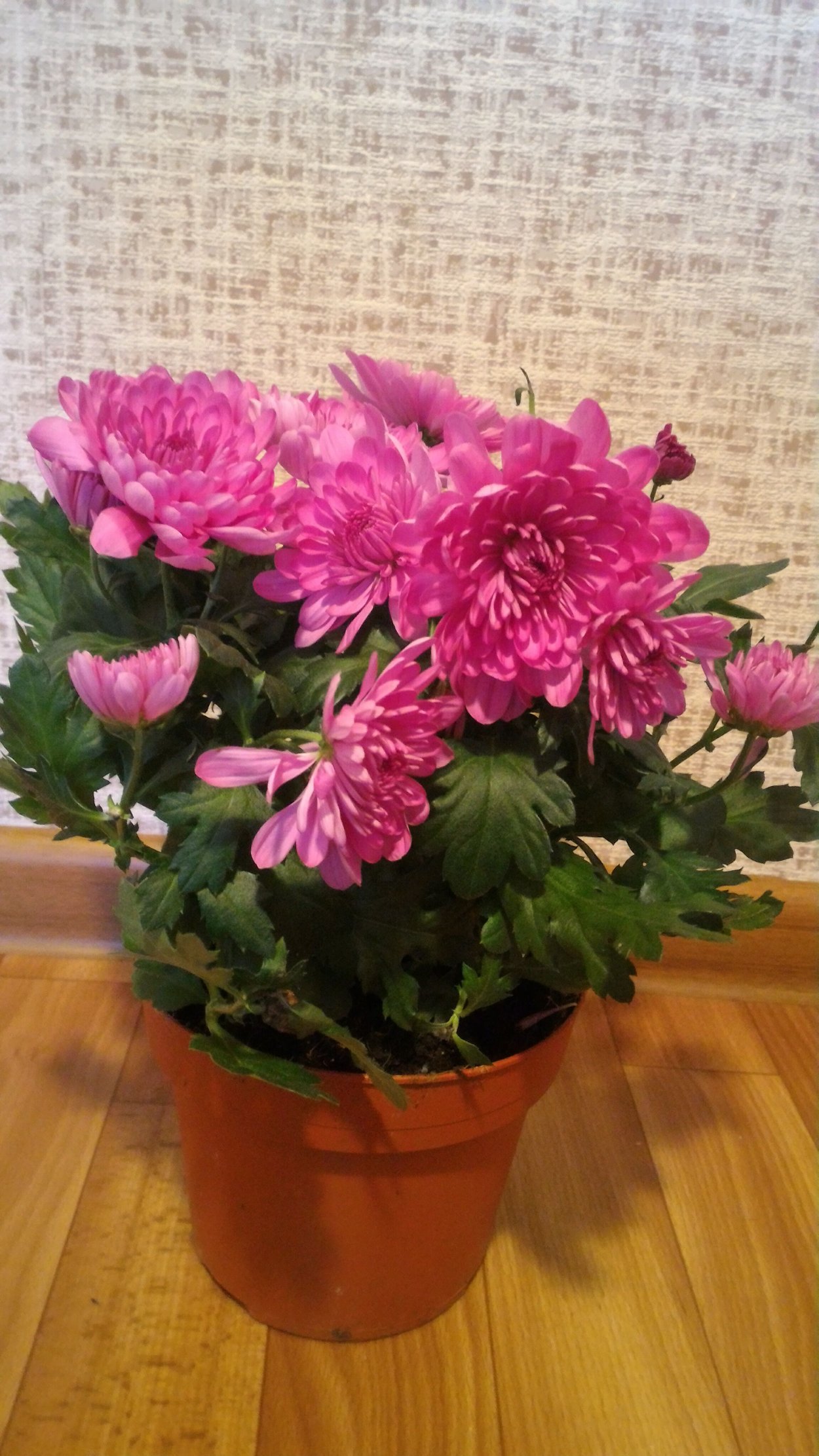 Хризантема комнатная розовая