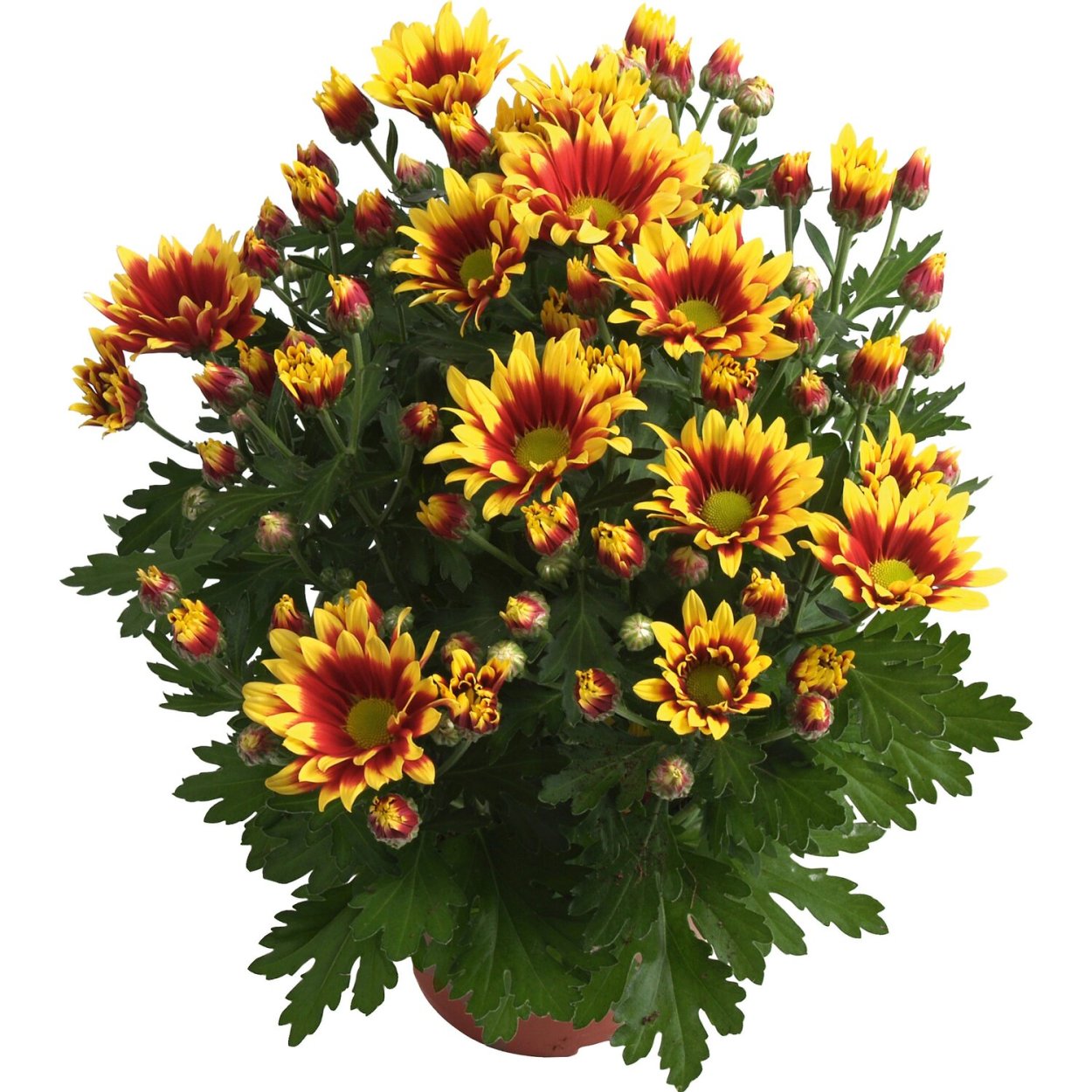 Хризантема Сплеш айс Стар Горшечное