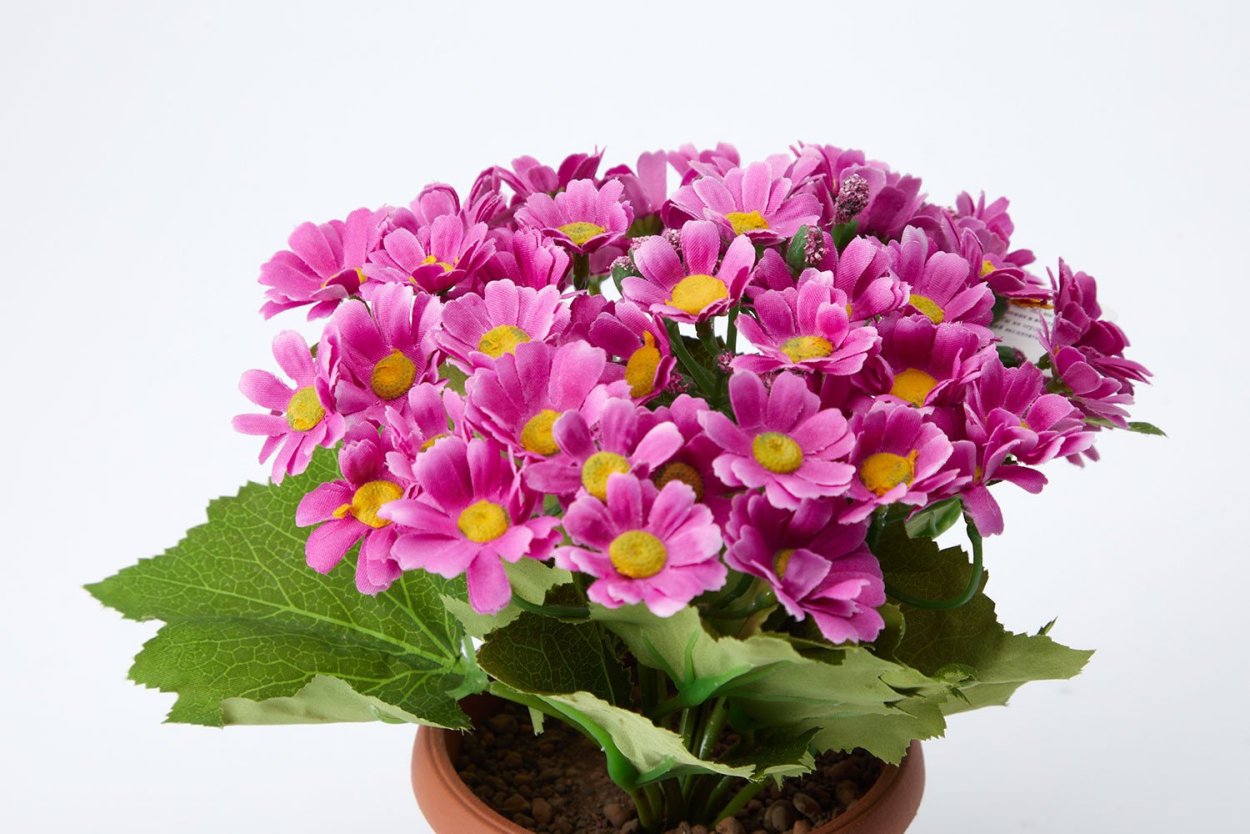 Цветы в горшках