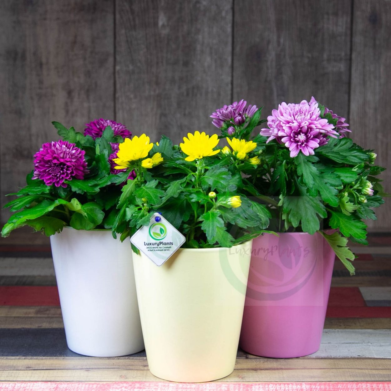 Хризантема микс