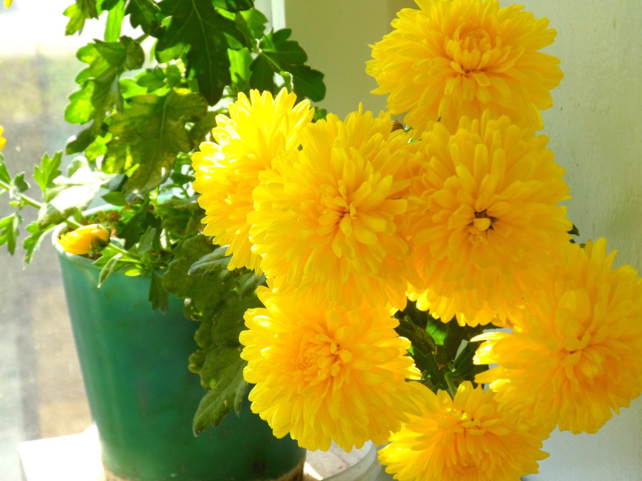 Хризантема корейская Солнечный зайчик