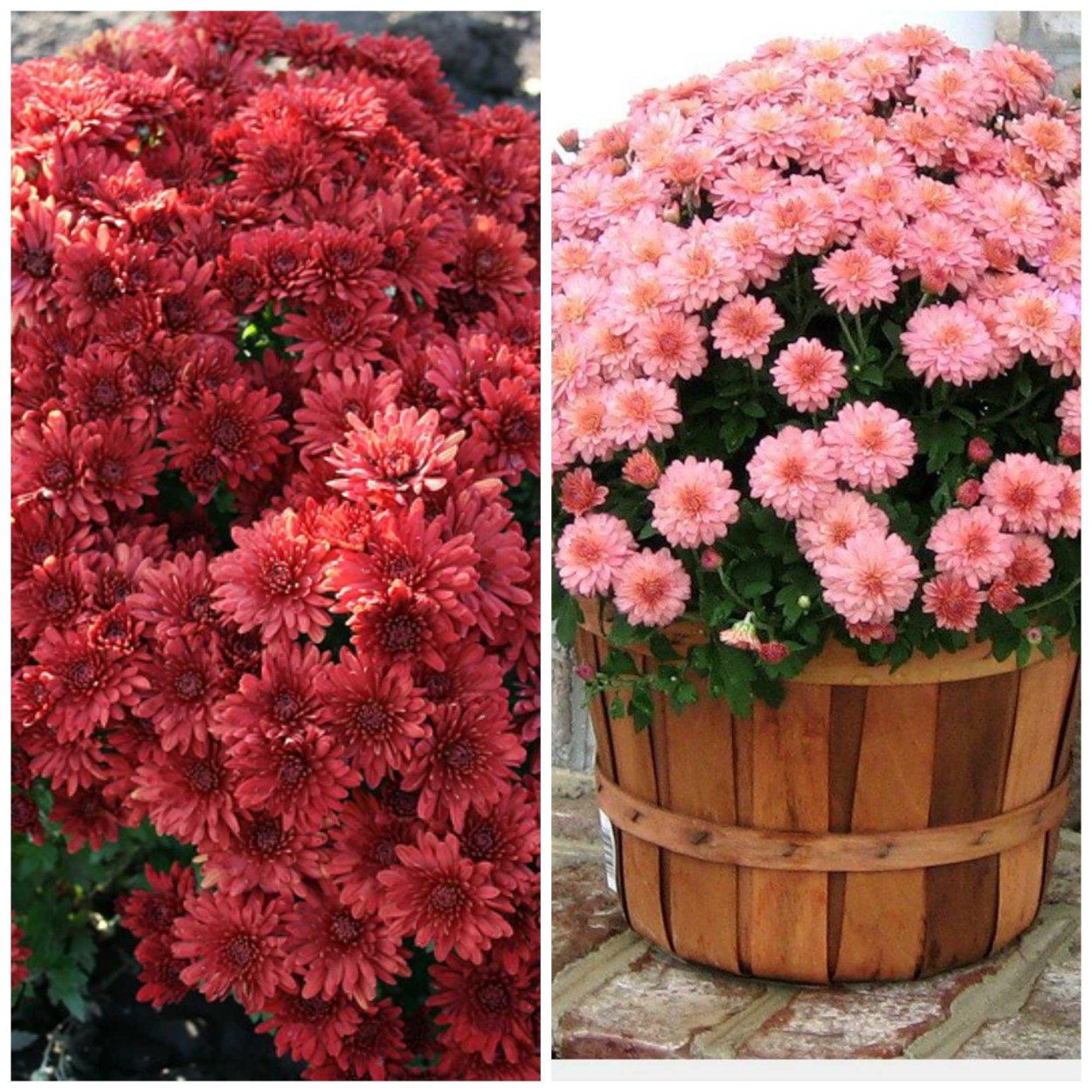 Хризантема мультифлора комнатная